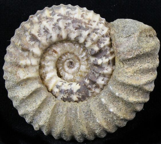 Pavlovia Ammonite Fossil - Siberia #29711
